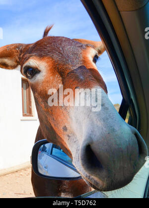 Adorable vertical photo of donkeys head looking into the car through opened car window. Taken in Karpaz Peninsula, Turkish Northern Cyprus. Wild donkeys are popular local attraction. Stock Photo