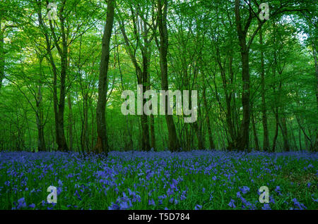 Carpet of Bluebells flowering in a Sussex wood. Stock Photo