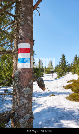 Mountain hiking trail marking on a tree trunk in Karkonosze National Park in the spring, Poland.