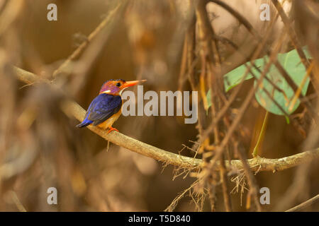 African pygmy kingfisher perched in a mangrove above a river in Butatong, Nigeria Stock Photo