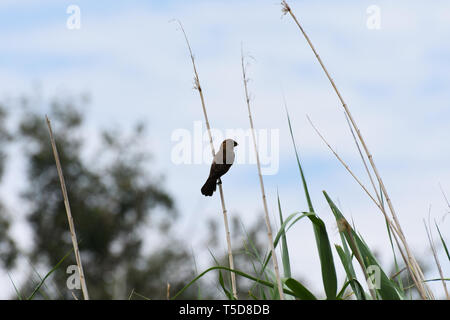 Thickbilled Weaver Bird On Reed (amblyospiza albifrons) Stock Photo