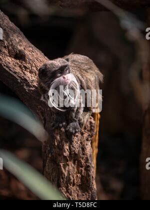 A bearded emperor tamarin crouched in a spot of sunlight on a branch Stock Photo