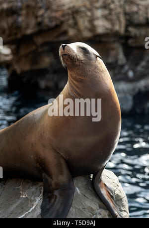 Portrait of a sea lion, Otariinae. Stock Photo