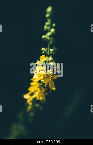 Stalk with yellow tiny flowers on dark blurred background Stock Photo