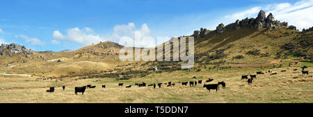 Castle Hill Cattle Farming Panorama landscape in the High Country of Mid-Canterbury in Autumn, New Zealand. Stock Photo