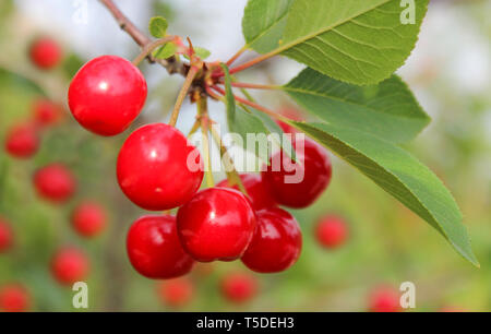 Bunch of red ripe cherries on a branch Stock Photo