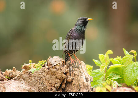 Common Starling, Sturnus vulgaris. Male on tree Stock Photo