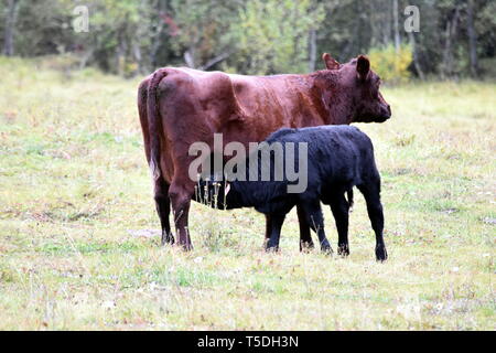 Photograph of a female brown cow nursing her black calf i a grassy meadow Stock Photo