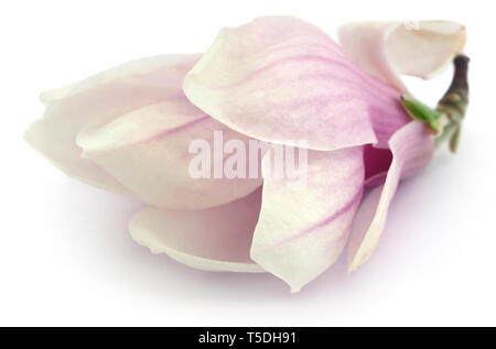 Magnolia flower over white background Stock Photo