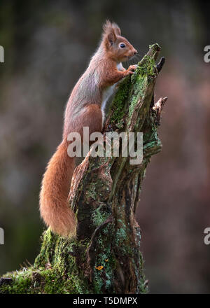 Scottish Red Squirrel in winter pelage Stock Photo
