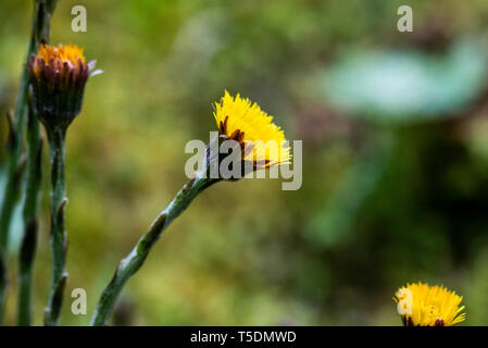 The flower of a coltsfoot (Tussilago farfara) Stock Photo