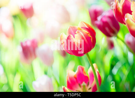 Tulip in spring with soft focus, unfocused blurred spring Tulip, bokeh flower background, pastel and soft flower background. Stock Photo
