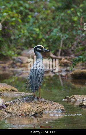 Yellow-crowned night heron (Nyctanassa violacea) stands on stone by the water, Parque Guanayara, Cuba Stock Photo