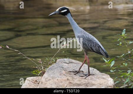Yellow-crowned night heron (Nyctanassa violacea) stands on stone by the water, Parque Guanayara, Cuba Stock Photo
