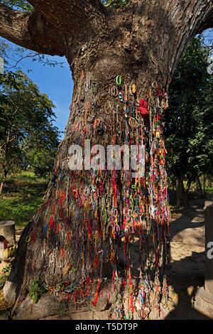 Killing Tree with bracelets in memory of killed children, Killing ...