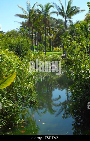 Palmetum, Botanical Garden, Santa Cruz de Tenerife, Tenerife, Canary Islands, Spain Stock Photo