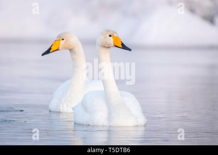 Two Whooper swans (Cygnus cygnus) swim in the lake in winter, Muonio, Lapland, Finland Stock Photo