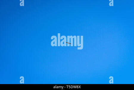 Eagle flying high up in blue sky Stock Photo