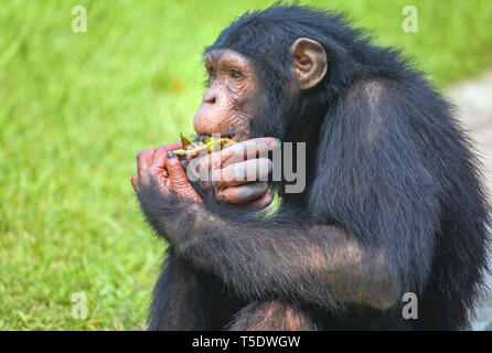African Chimpanzee at an Indian wildlife sanctuary in close up view eating banana