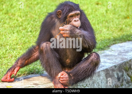 Chimpanzee at an Indian wildlife sanctuary in close up view eating banana