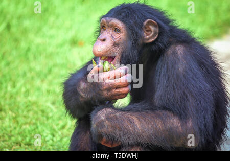 Chimpanzee at an Indian wildlife sanctuary in close up view eating banana Stock Photo