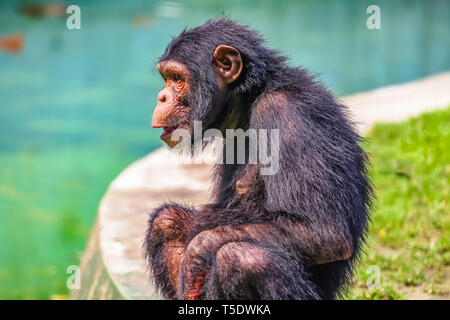 Baby chimpanzee in side view sitting beside a waterfront at an Indian wildlife sanctuary