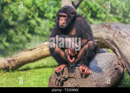 African chimpanzee sitting on a fallen tree trunk at an Indian wildlife sanctuary Stock Photo