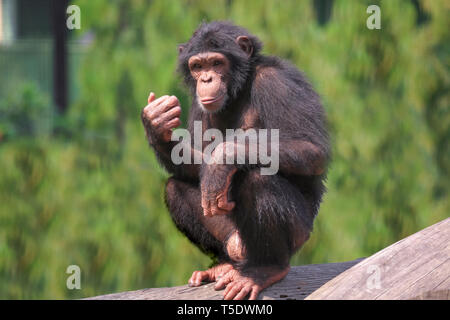 African chimpanzee at Indian wildlife sanctuary. Chimps among all apes are closest to humans in behavioral traits. Stock Photo