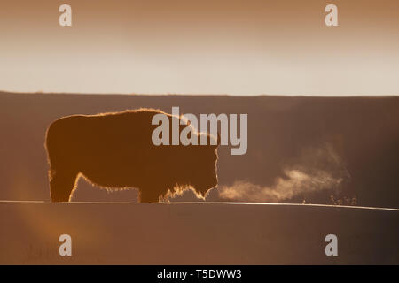 Stacked pile of cast elk horns at the National Bison Range in Montana, USA  Stock Photo - Alamy