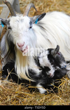 Mother and Baby Goat sitting in hay portrait Stock Photo