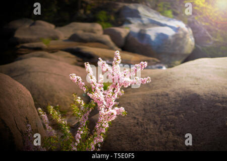 Sakura in highland steppe between rocks Stock Photo