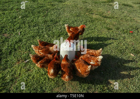 chickens drinking water Stock Photo
