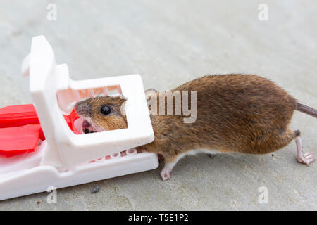 A dead mouse caught in a mouse trap Stock Photo