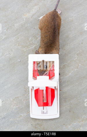 A dead mouse caught in a mouse trap Stock Photo