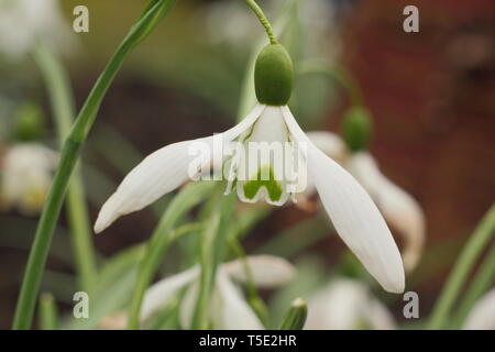 Galanthus 'Galatea' snowdrop displaying characteristic long pedicel (stem) - February, UK Stock Photo