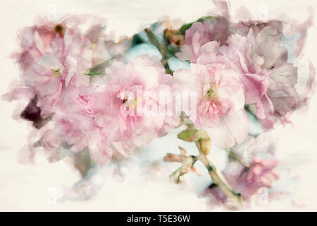 close-up of branch of pink cherry blossoms in watercolors Stock Photo