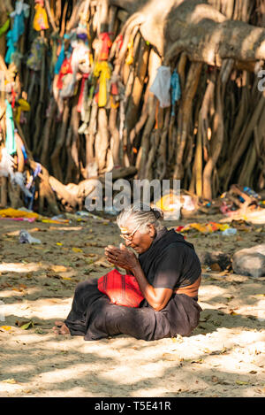 Vertical view of an old lady praying at a wishing tree in Rameswaram, India. Stock Photo