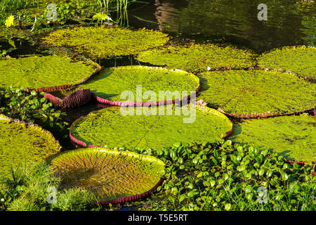 World's largest water lily, Victoria amazonica Stock Photo