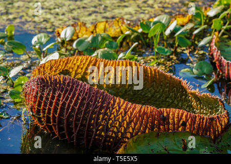 World's largest water lily, Victoria amazonica Stock Photo