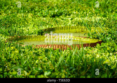 World's largest water lily, Victoria amazonica Stock Photo