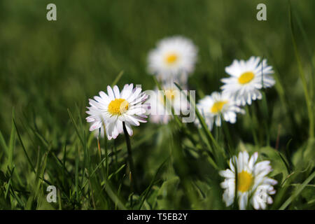 Spring daisy flowers in the green grass. White chamomile blooming on sunny meadow, medicinal herbs in spring season Stock Photo