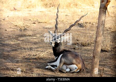 Blackbuck, Black Buck, Indian antelope, Antilope cervicapra, Sasan Gir, Gir National Park, Gujarat, India, Asia Stock Photo