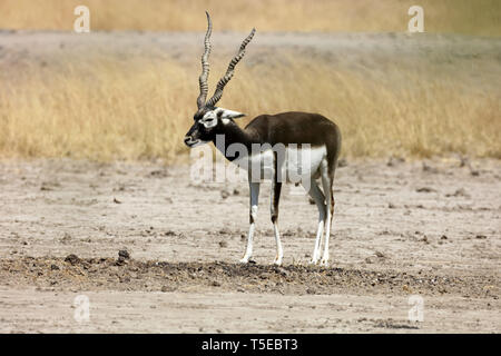 black buck, velavadar, Gujarat, India, Asia Stock Photo