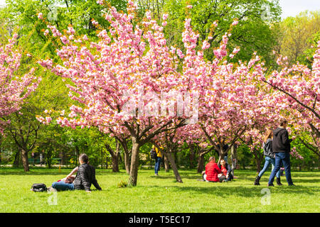 Bucharest, Romania - April 20, 2019: People enjoying a warm Spring day, under the cherry blossom trees in Bucharest's Japanese garden, a popular spot  Stock Photo