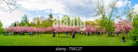 Bucharest, Romania - April 20, 2019: Cherry blossom trees and tourists in the Japanese Garden of Bucharest's King Michael I Park (formerly Herastrau P Stock Photo