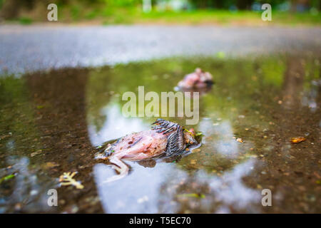 Close up of a dead house sparrow nestling, fallen from its tree nest and killed on impact on a cement urban park alley, after a windy, stormy day. Blu Stock Photo