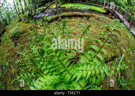 Fern in the foreground, forest with river and wooden bridge in the background. Beautiful forest park with ferns, river and wooden bridge in Latvia. Sh Stock Photo