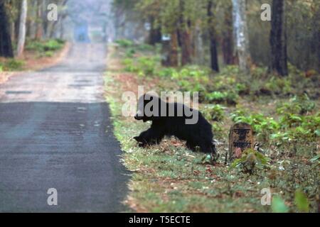 Sloth bear, tadoba andhari tiger reserve, chandrapur, Maharashtra, India, Asia Stock Photo