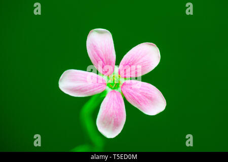 Pink flower, visakhapatnam, andhra pradesh, India, Asia Stock Photo - Alamy