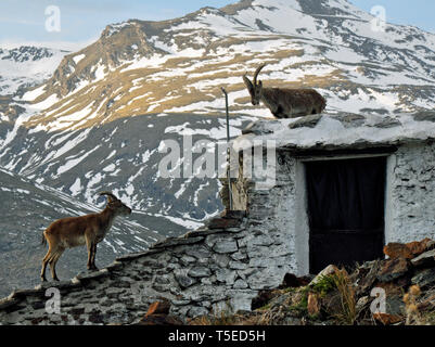 Wild goats on the roof of a corticho (farm house) in the shadow of snow -capped Mulhacen, Spain's highest mountain in the Sierra Nevada, Andalusia. Stock Photo